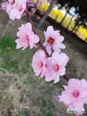 陽春三月，春暖花開，花花世界，目不暇接。
