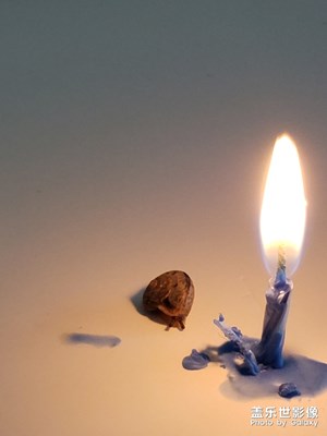 被擺布的蝸牛