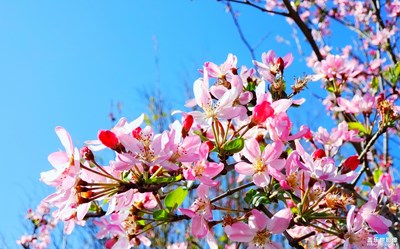 【赏春】+美丽海棠花