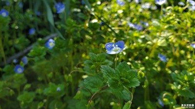 【賞春】草地里的阿拉伯婆婆納