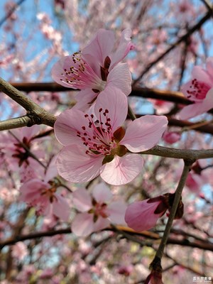 【賞春】+你若盛開
