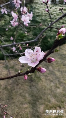 春色