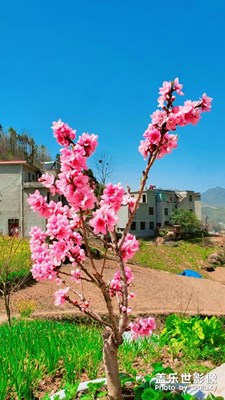 人間四月芳菲盡