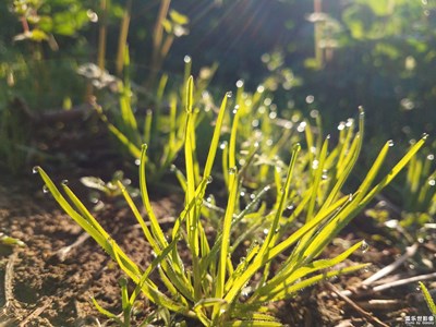 【賞春】+清晨的野草