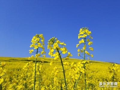 【賞春】+油菜花