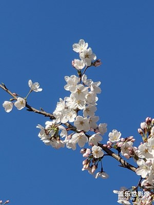 天空和櫻花