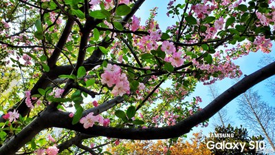 【賞春】+春掛六九頭