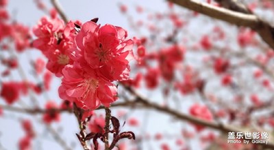 一起云賞花吧！