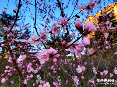又是一季春來到