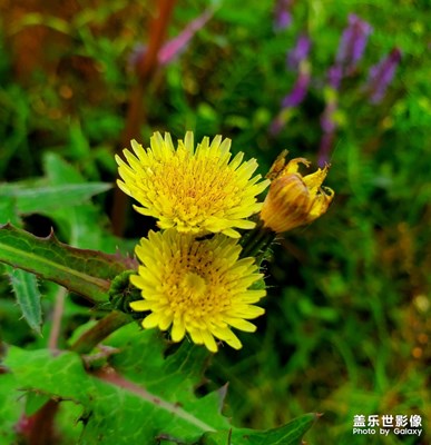 苔花如米小，也學(xué)牡丹開(kāi)