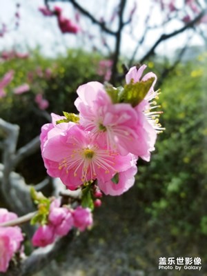 【賞春】+早春
