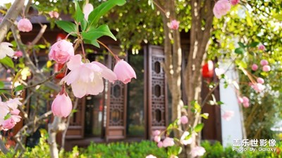 【賞春】+蘇州老街