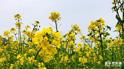 春天的腳步