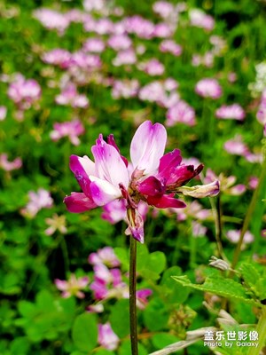 野花香滿天