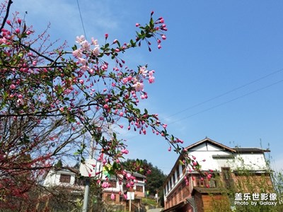 桃花深處有人家