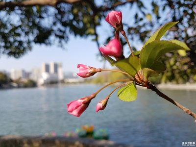 【赏春】+含苞待放的垂丝海棠