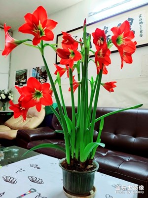 陽臺上的花又開了????