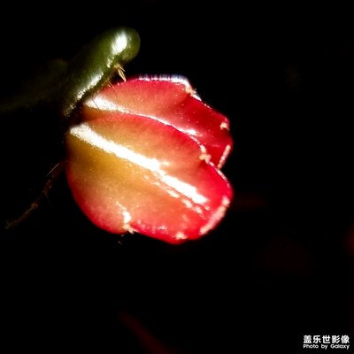 隨便拍的，陽臺上種的，還沒有盛花