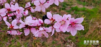 桃花朵朵