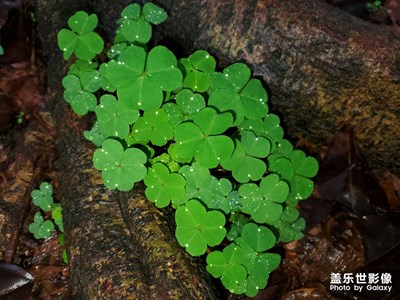 綠色，是春天的氣息