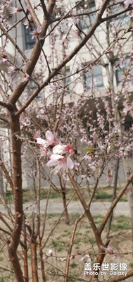【賞春】+一場(chǎng)風(fēng)把春刮走了