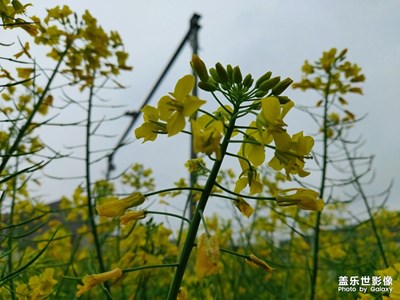 農(nóng)歷二月二十九、陰、有雨！