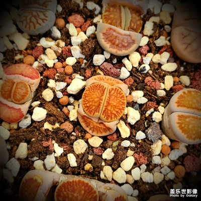 今日份的快樂