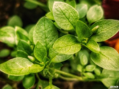 【賞春】+葉兒與花兒