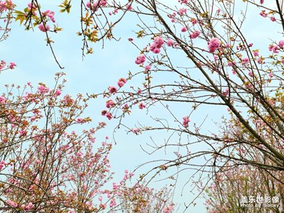 櫻花季