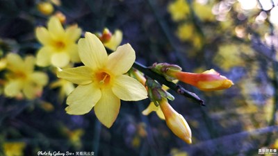 已開獎(jiǎng)【蓋樂世影像周賽第134期】——春花爛漫