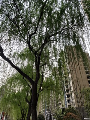 【賞春】+ 萬(wàn)條垂下綠絲絳