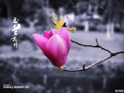 【赏春】+玉兰花开