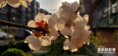 花兒開(kāi)了 春天來(lái)了 疫情馬上就要結(jié)束了