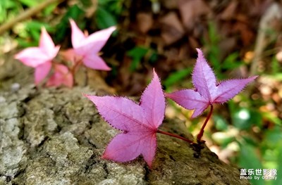 【賞春】尋花探春