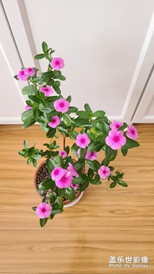 S20 ultra鏡頭下的長春花