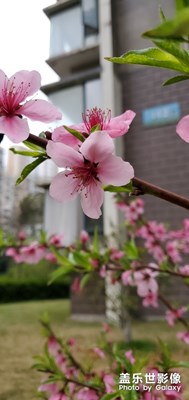 【春花爛漫】+桃花和撒撒花