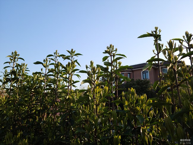 20 6400樣張1.jpg S20+ 5G體驗(yàn)——臻于至善的新旗艦