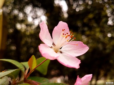 【春花爛漫】+垂絲海棠