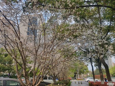 【賞春】路邊花壇的春色