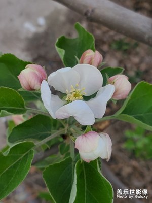 蘋果花