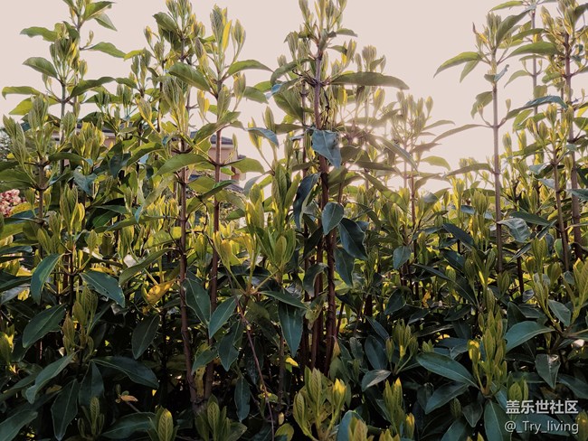 S20+ 5G體驗(yàn)——臻于至善的新旗艦 S20+ 5G體驗(yàn)——臻于至善的新旗艦