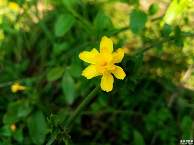 【春花爛漫】+迎春花