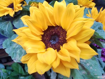 【春花爛漫】+葵花