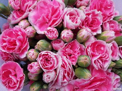 【春花爛漫】+花店隨拍