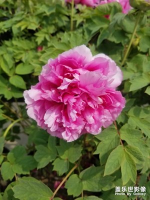 【春花爛漫】+牡丹