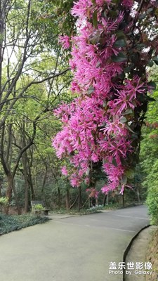 【春花浪漫】+暖來了