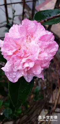 花開(kāi)