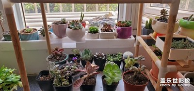 【春花爛漫】＋陽臺春色
