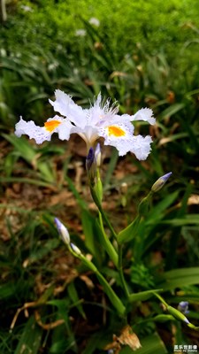【春花爛漫】+鳶尾