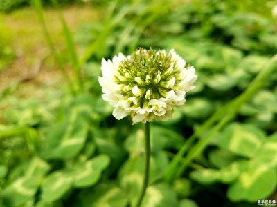 【春花爛漫】+河邊的車軸草